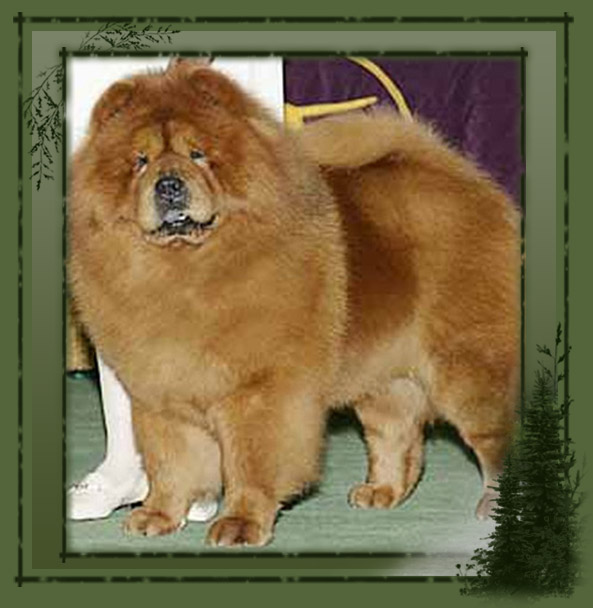 Chow chow breeders pacific northwest outlet